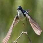 Sample 3 – Tree swallow