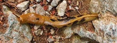 Sample 4 – Slug
