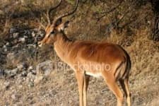 Sample 5 – Impala