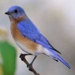 Sample 4 – Eastern bluebird