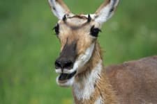 Sample 2 – Antelope