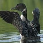 Sample 2 – Common loon