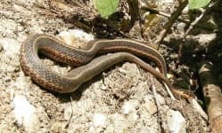 Sample 2 – Garter snake