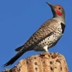 Sample 4 – Gilded flicker