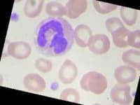 Sample 5 – Neutrophil