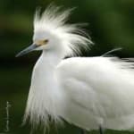 Sample 3 – Snowy egret