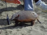 Sample 1 – Armadillo