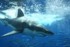 Sample 6 – Great white shark