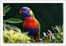 Sample 6 – Lorikeet