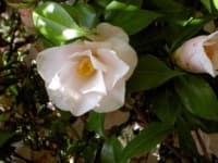 Sample 2 – Flower