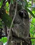 Sample 6 – Three toed sloth