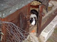 Sample 1 – Guinea pig