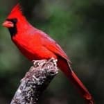 Sample 1 – Northern cardinal