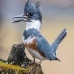 Sample 6 – Belted kingfisher