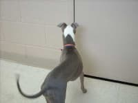 Sample 3 – Italian greyhound