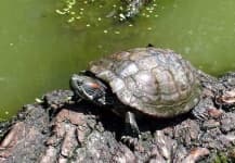 Sample of Terrapin