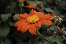 Sample 3 – Orange dahlia