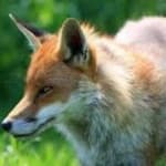Sample 2 – Dhole