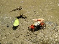Sample 4 – Fiddler crab