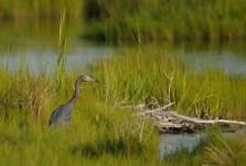 Sample 1 – Little blue heron