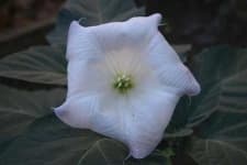 Sample 6 – Thorn apple