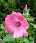 Sample 4 – Tree mallow