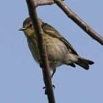 Sample 2 – Cape may warbler