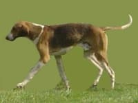 Sample 4 – English foxhound