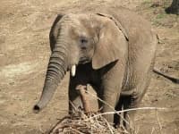 Sample 5 – African elephant