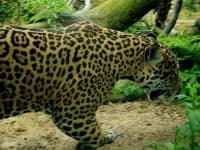 Sample 9 – Jaguar car