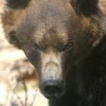 Sample 5 – Brown bear