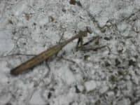 Sample 6 – Mantis