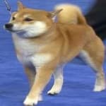 Sample 1 – Shiba inu