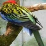 Sample 4 – Eastern rosella