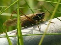 Sample 2 – Cricket