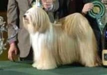 Sample 3 – Tibetan terrier