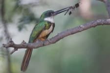 Sample 6 – Jacamar