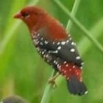 Sample 4 – Strawberry finch