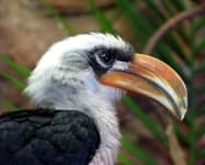 Sample 6 – Hornbill