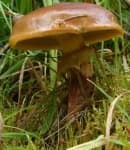 Sample 2 – Mushroom