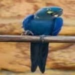 Sample 3 – Lears macaw