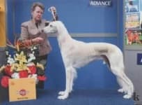 Sample 6 – Saluki