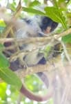 Sample 5 – Colobus