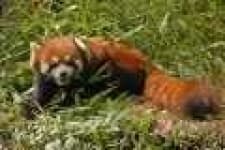 Sample 3 – Lesser panda