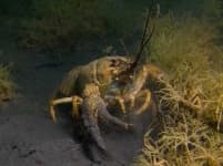 Sample 5 – Crayfish