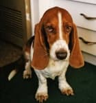 Sample of Basset