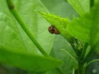Sample 1 – Leaf beetle