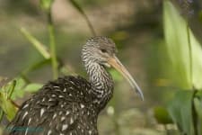 Sample 3 – Limpkin