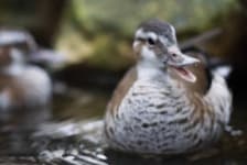 Sample 6 – Duck