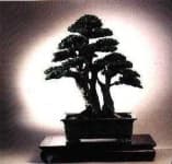 Sample 4 – Bonsai